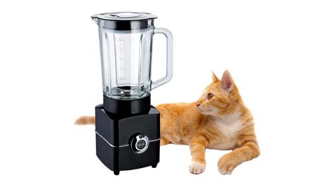 catinblender|The ‘Cat In Blender’ Video: A Disturbing Tale Of。